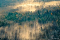 maine_forest_mist_small
