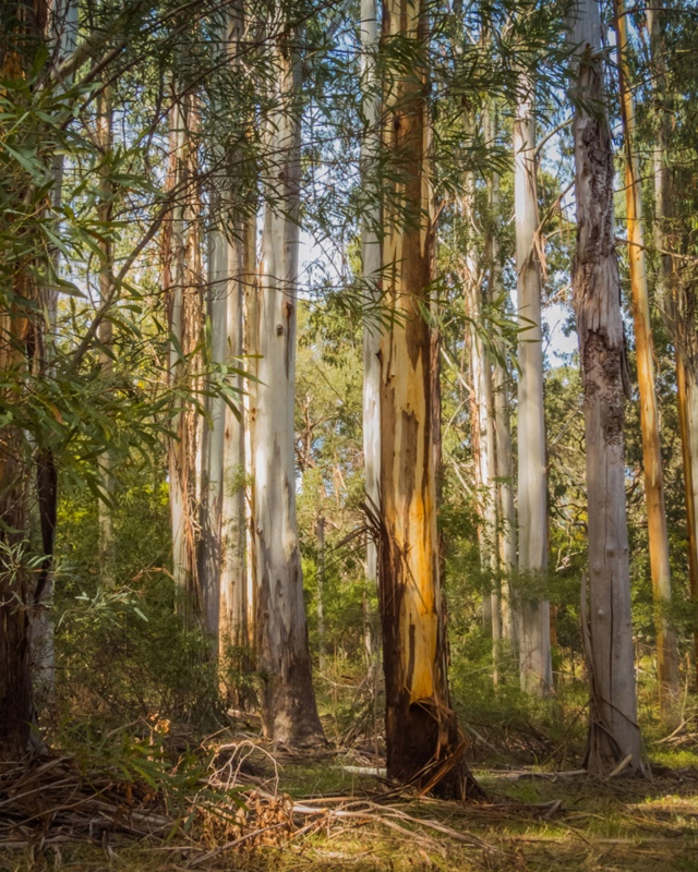 kerry-malec_eucalyptus-woodland-for-camera-clips